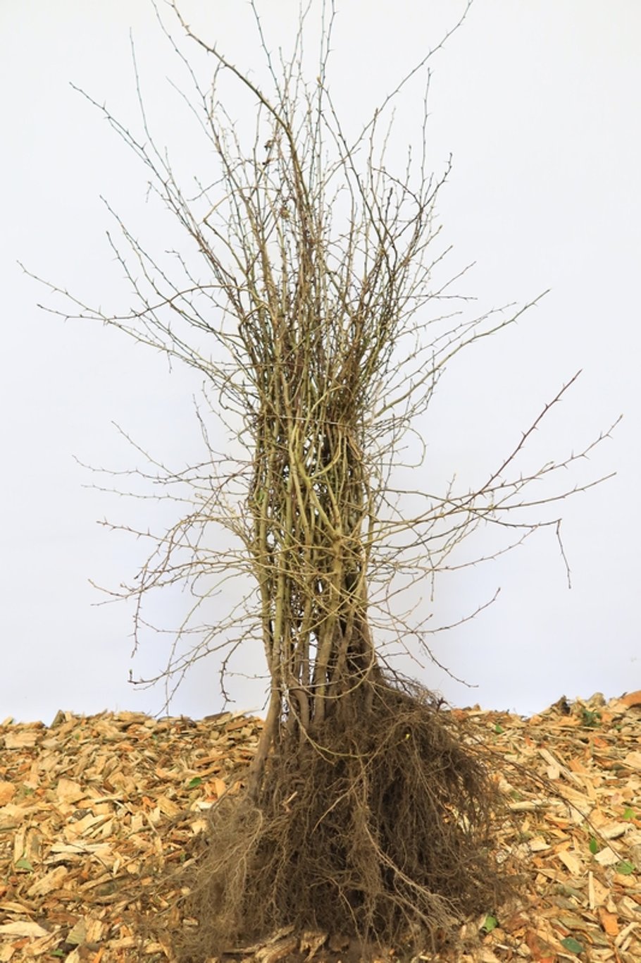 Crataegus monogyna - 80-120 CM bare root 1/1